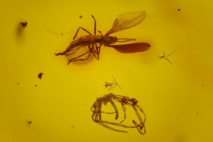 Fossil Spider Exuviae, Ant and Two Flies in Baltic Amber #163474